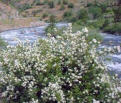 Idaho State Flower - Mock Orange