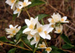 Idaho State Flower - Mock Orange