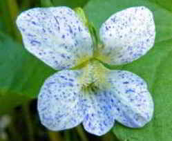 Illinois State Flower - Native Violet