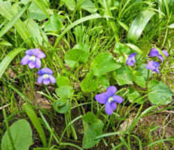 Illinois State Flower - Native Violet