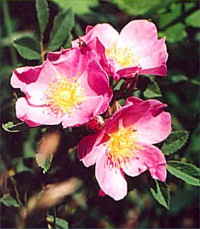 Iowa State Flower - Wild Prairie Rose