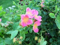 Iowa State Flower - Wild Prairie Rose