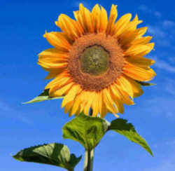 Kansas State Flower - Common Sunflower