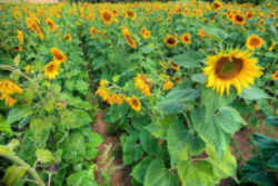 Kansas State Flower - Common Sunflower