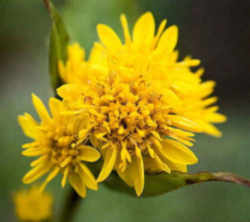 Kentucky State Flower - Goldenrod