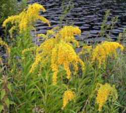 Kentucky State Flower - Goldenrod