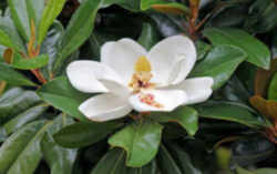 Louisiana State Flower - Magnolia 