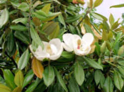 Louisiana State Flower - Magnolia 