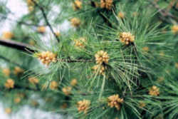 Maine Flower - White Pine Cone & Tassel