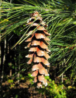 Maine Flower - White Pine Cone & Tassel