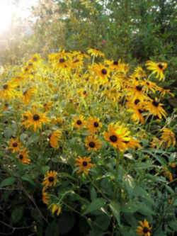 Maryland State Flower - Black-Eyed Susan