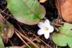 Massachusetts State Flower - Mayflower