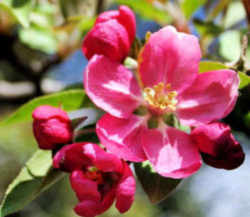 Michigan State Flower - Apple Blossom 