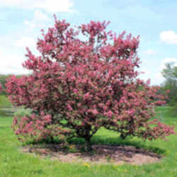 Michigan State Flower - Apple Blossom 