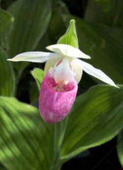 Minnesota Flower - Pink and White Lady's Slipper