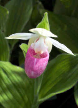 minnesota state flower lady slipper