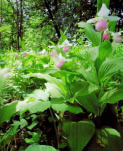 Minnesota Flower - Pink and White Lady's Slipper