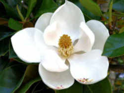 Mississippi State Flower - Magnolia