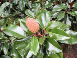Mississippi State Flower - Magnolia