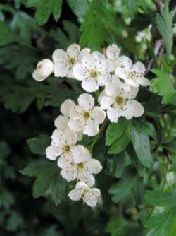 Missouri State Flower - Hawthorn Blossom