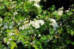 Missouri State Flower - Hawthorn Blossom