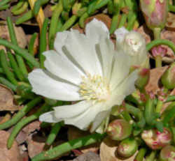 Montana State Flower - Bitterroot