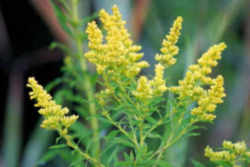 Nebraska State Flower -Goldenrod 