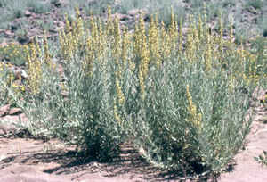 Nevada State Flower - Sagebrush