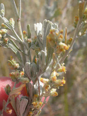 Nevada State Flower - Sagebrush