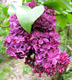 New Hampshire State Flower - Purple Lilac 
