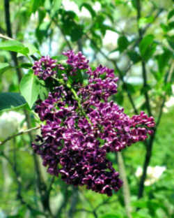 New Hampshire State Flower - Purple Lilac 