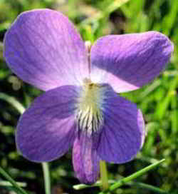 New Jersey State Flower - Common Meadow Violet
