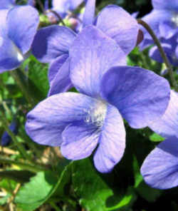 New Jersey State Flower - Common Meadow Violet