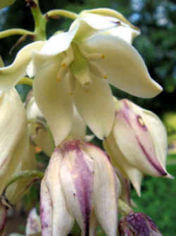 New Mexico State Flower - Yucca Flower