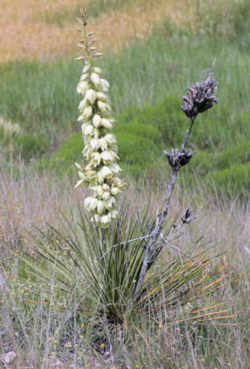 New Mexico State Flower - Yucca Flower