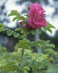 New York State Flower - Rose