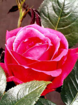 New York State Flower: Rose