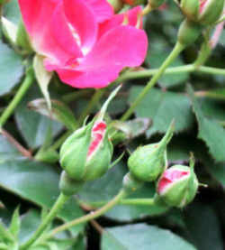 New York State Flower - Rose