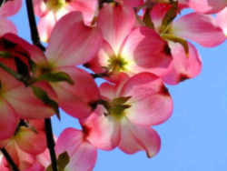 North Carolina State Flower - Dogwood