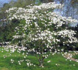North Carolina State Flower - Dogwood