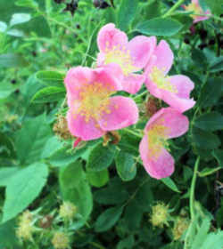 North Dakota State Flower - Wild Prairie Rose