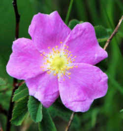 North Dakota State Flower - Wild Prairie Rose