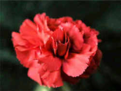 Ohio State Flower - Scarlet Carnation