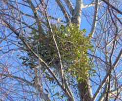 Oklahoma Floral Emblem - Mistletoe