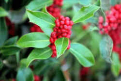 Oklahoma Floral Emblem - Mistletoe