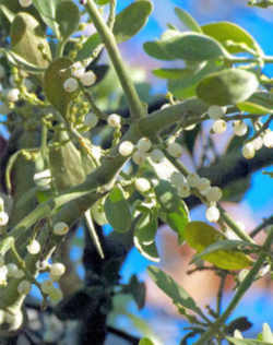 Oklahoma Floral Emblem - Mistletoe