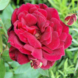 Oklahoma State Flower - Oklahoma rose