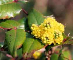 Oregon State Flower - Oregon Grape