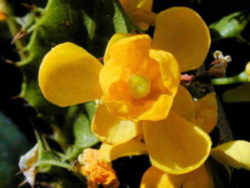 Oregon State Flower - Oregon Grape