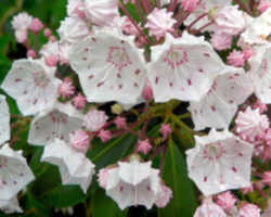 Pennsylvania State Flower - Mountain Laurel 